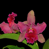 Rhyncholaeliocattleya Maria Ingle
