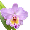 Rhyncholaeliocattleya Napo .