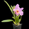 Rhyncholaeliocattleya Napo .