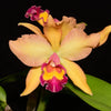 Rhyncholaeliocattleya Nikole Portilla