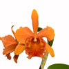 Rhyncholaeliocattleya Sandra Cordero
