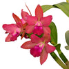 Rhyncholaeliocattleya Village Chief Chanel
