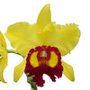 Rhyncholaeliocattleya Williette Wong 'The Best'