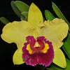 Rhyncholaeliocattleya Williette Wong 'The Best'