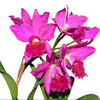 Rhyncholaeliocattleya Ximenita Vintimilla
