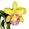 Rhyncholaeliocattleya Young Kong ' Sun 16'  M169