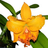 Rhyncholaeliocattleya Zamora