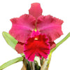 Rhyncholaeliocattleya Maria Ingle