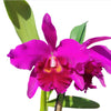 Rhyncholaeliocattleya Carmelita de Arosemena