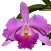 Rhyncholaeliocattleya Carmelita de Arosemena