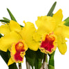 Rhyncholaeliocattleya Lawless Romeo Delight