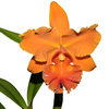 Rhyncholaeliocattleya Zamora