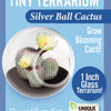 Flowering Cacti Tiny Terrariums Bundle - 2 each of 3 Varieties