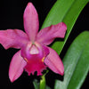 Rhyncholaeliocattleya Village Chief Chanel