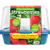 Sweet Everbearing Strawberries Sprouter Terrarium