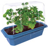 Sweet Everbearing Strawberries Sprouter Terrarium