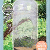 Stunning Sedum Glass Terrarium Seed Starting Kit