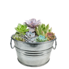 Pail of Peace - Grow Your Own Succulents Multipack of 3