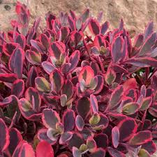 SunSparkler® Dazzling Dynamite Sedum (SEDUM DAZZLING DYNAMITE) - 1 gallon