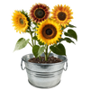 Pail of Sunshine - Grow Your Own Sunflowers Multipack of 3