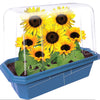 Dwarf Sunflowers Sprouter Terrarium
