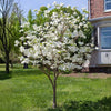 Super Princess Dogwood (CORNUS FL SUPER PRINCESS) - 3 gallon