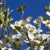 Super Princess Dogwood (CORNUS FL SUPER PRINCESS) - 3 gallon