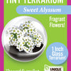 Flowering Tiny Terrariums Bundle - 1 each of 6 Varieties