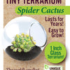 Cacti Tiny Terrariums Bundle - 1 each of 6 Varieties