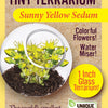 Sedum Tiny Terrariums Bundle - 1 each of 4 Varieties
