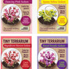 Sedum Tiny Terrariums Bundle - 1 each of 4 Varieties