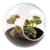 Carnivorous Tiny Terrariums Bundle - 2 each of 2 Varieties