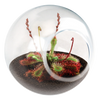 Carnivorous Tiny Terrariums Bundle - 2 each of 2 Varieties