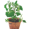 Grape Tomatoes Plant-It-Starters - Multipack of 4