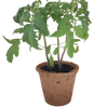 Grape Tomatoes Plant-It-Starters - Multipack of 4