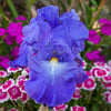 Victoria Falls Reblooming Bearded Iris (IRIS VICTORIA FALLS) - 1 gallon