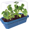 Small, Sugary Watermelon Sprouter Terrarium