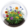 Wildflower Blooms Glass Terrarium Seed Starting Kit