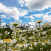 Alaska Shasta Daisy – 100 Seeds