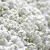 Carpet of Snow Sweet Alyssum – 250 Seeds