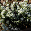 Carpet of Snow Sweet Alyssum – 250 Seeds