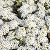 Carpet of Snow Sweet Alyssum – 250 Seeds