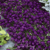 Oriental Nights Alyssum – 100 Seeds