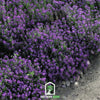 Oriental Nights Alyssum – 100 Seeds