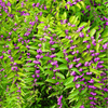 American Beautyberry – 30 Seeds