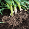 American Flag Leek – 200 Seeds