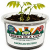 American Wisteria Grow Kit