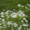 Annual Baby’s Breath (Covenant Garden) – 500 Seeds