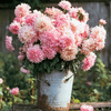 Apricot Paeony Duchess Aster – 50 Seeds