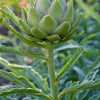 Artichoke Grow Kit | Seeds In A Cup®